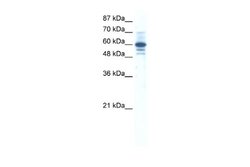 ZNF276 Antibody, Novus Biologicals 100 &mu;L; Unconjugated:Antibodies,